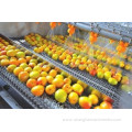 Dried Fruit Processing Line Dried Apricot Making Machine